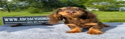 Miniature Dachshund dogs for sale: Russian AKC boy - Ad 10
