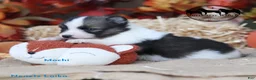 Nenets Herding Laika dogs for sale: Mochi Texas but transport east available. - Ad 2