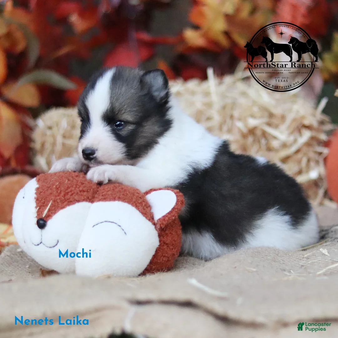 Nenets Herding Laika dogs for sale: Mochi Texas but transport east available. - Ad 2