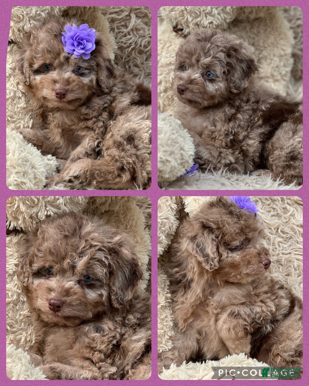 Aussiedoodle dogs for sale: Lessie - Ad 2