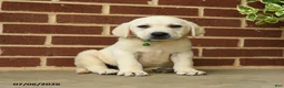 Labrador Retriever dogs for sale: Diesel - Ad 4