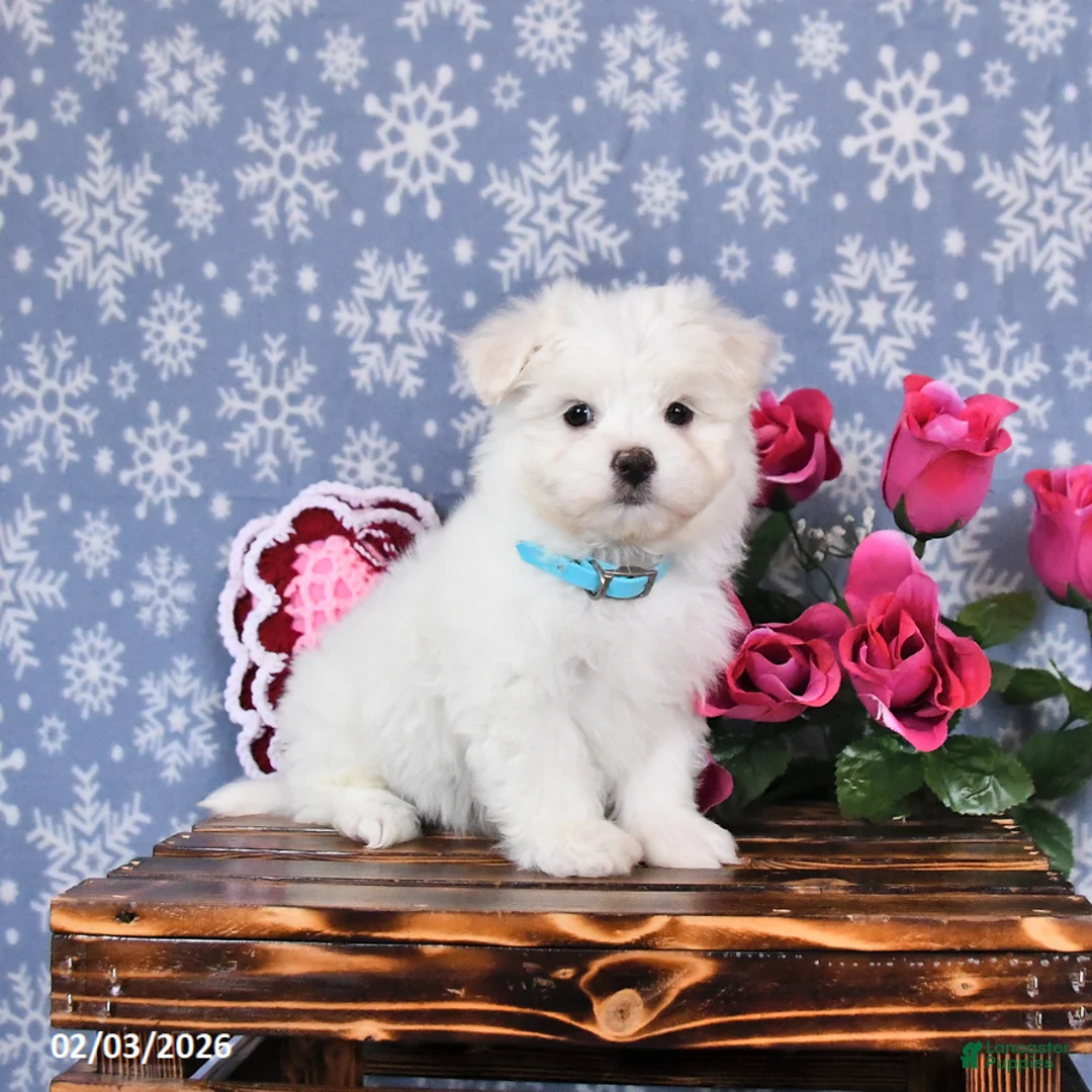Maltese dogs for sale: Lucky - Ad 1