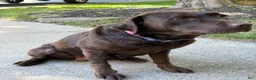 Labrador Retriever dogs for sale: Labrador Retriever 1 - Ad 3