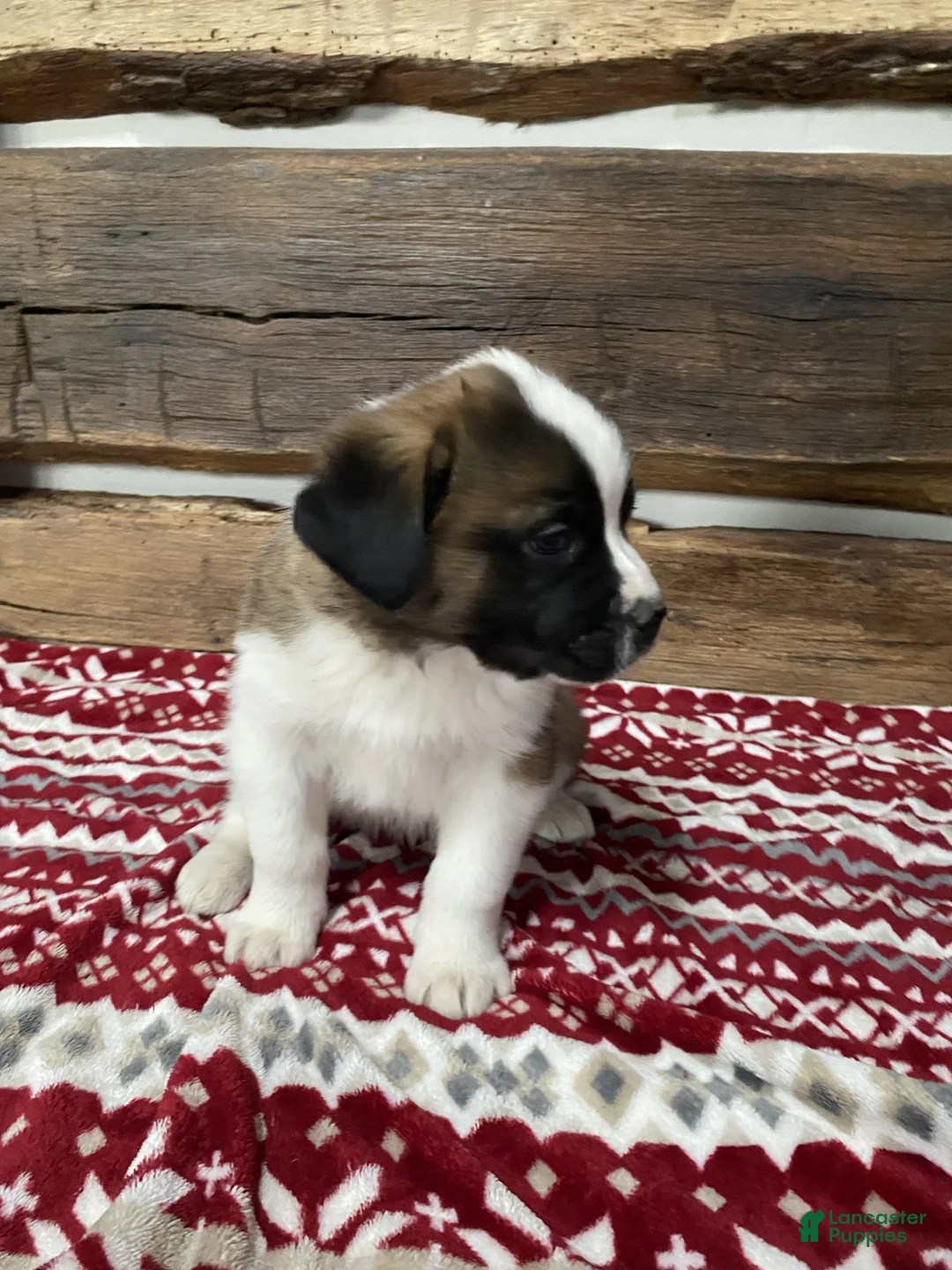 Saint Bernard dogs for sale: WILLOW - Ad 2