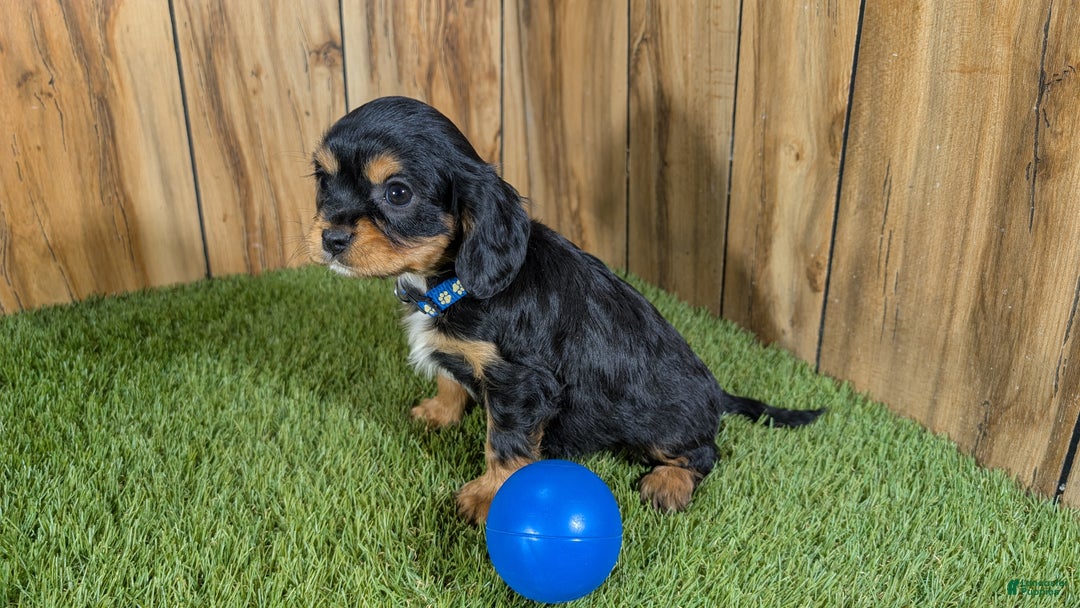 Cavapoo dogs for sale: Bessie Boy 1 - Ad 4