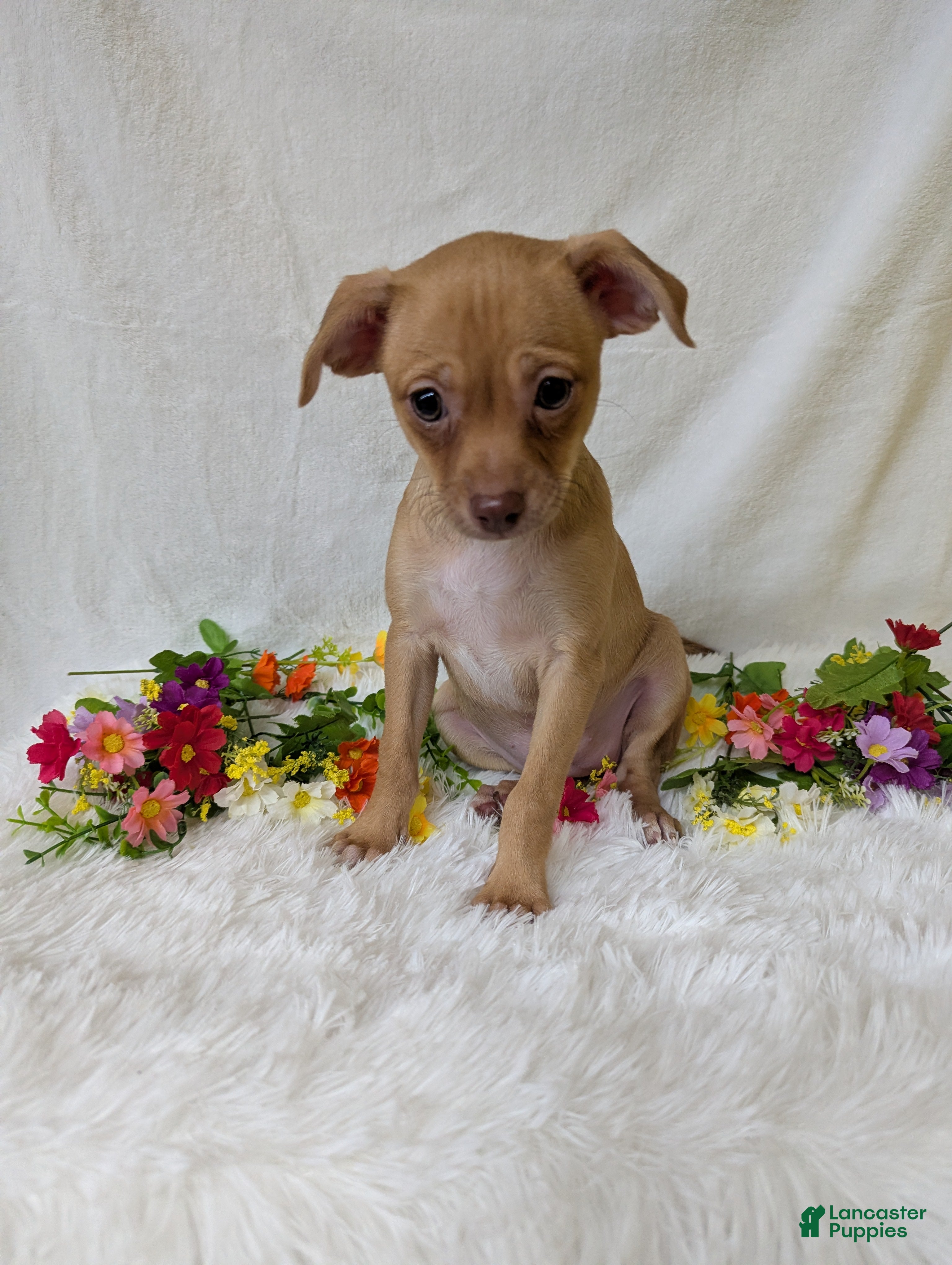 Chihuahua dogs Mary legs - Ad 2