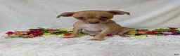 Chihuahua dogs for sale: Mary legs - Ad 2