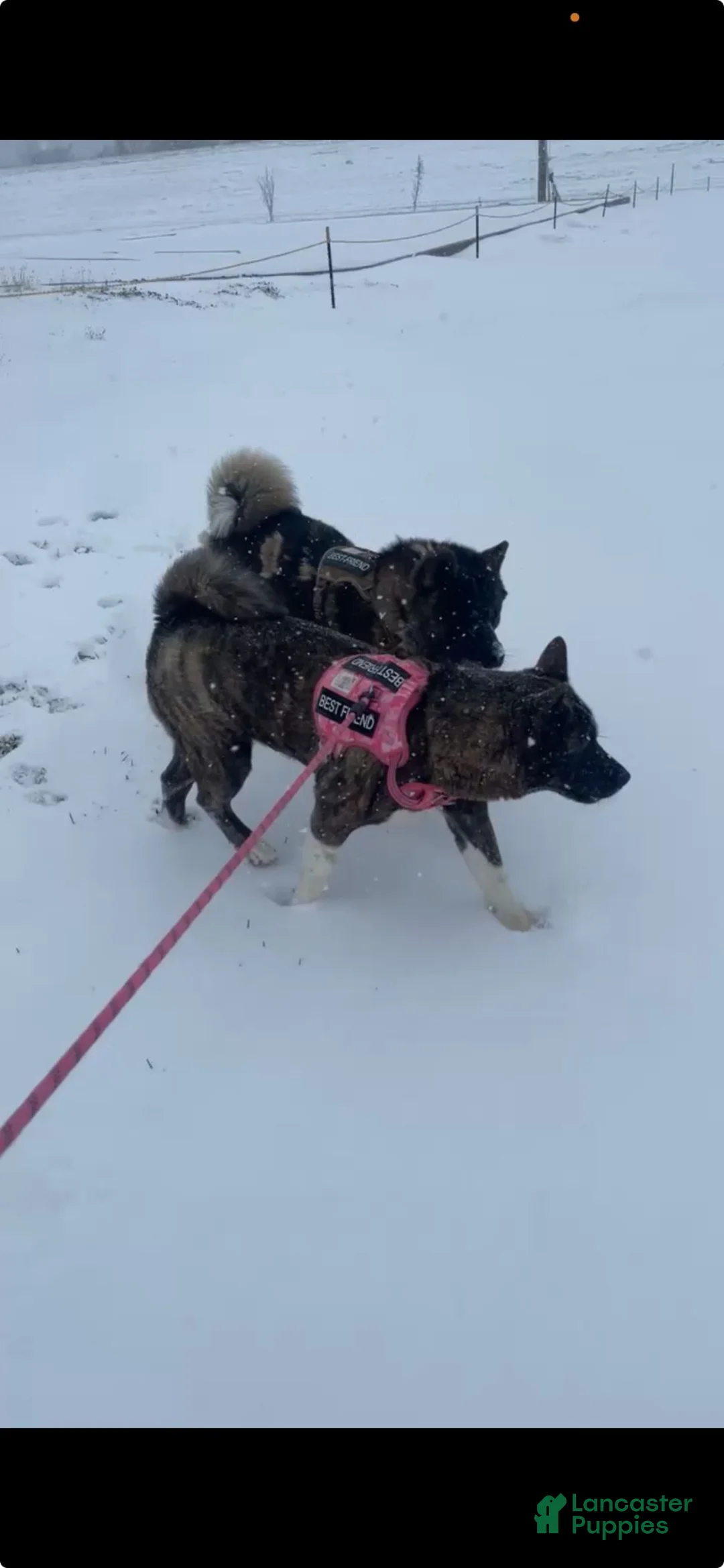 Akita dogs for sale: Akita 3 - Ad 3