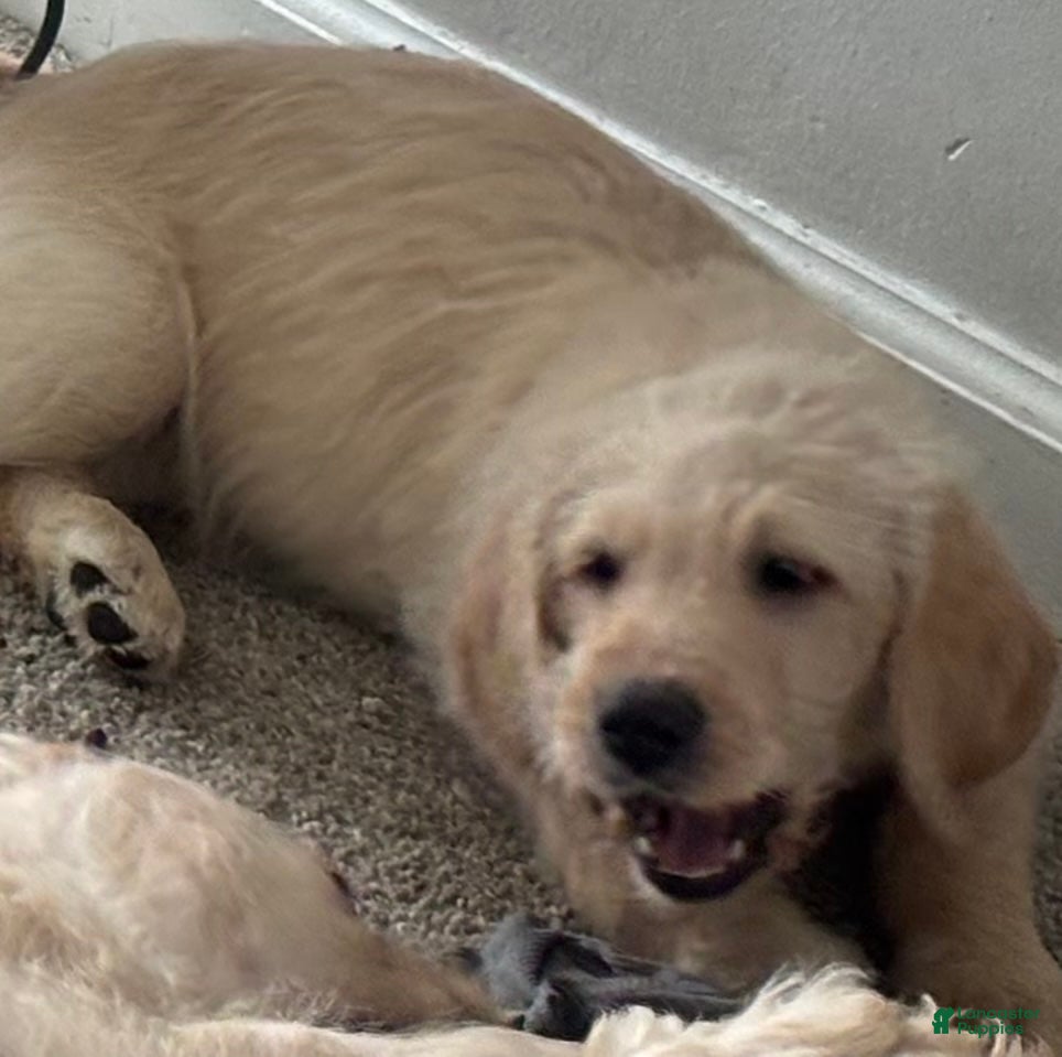 Mixed Breed dogs AJ  - Ad 2