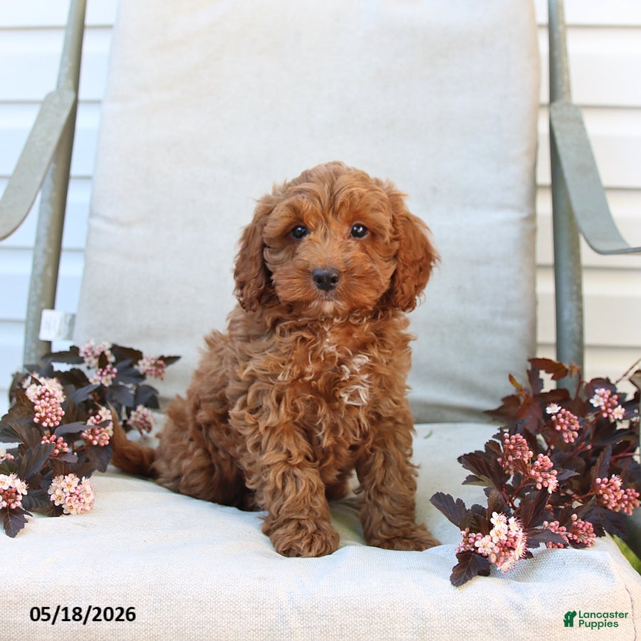 Cockapoo dogs Joey - Ad 1