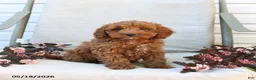Cockapoo dogs for sale: Joey - Ad 6