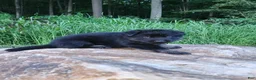 German Shepherd dogs for sale: German Shepherd 3 Tripp - Ad 4
