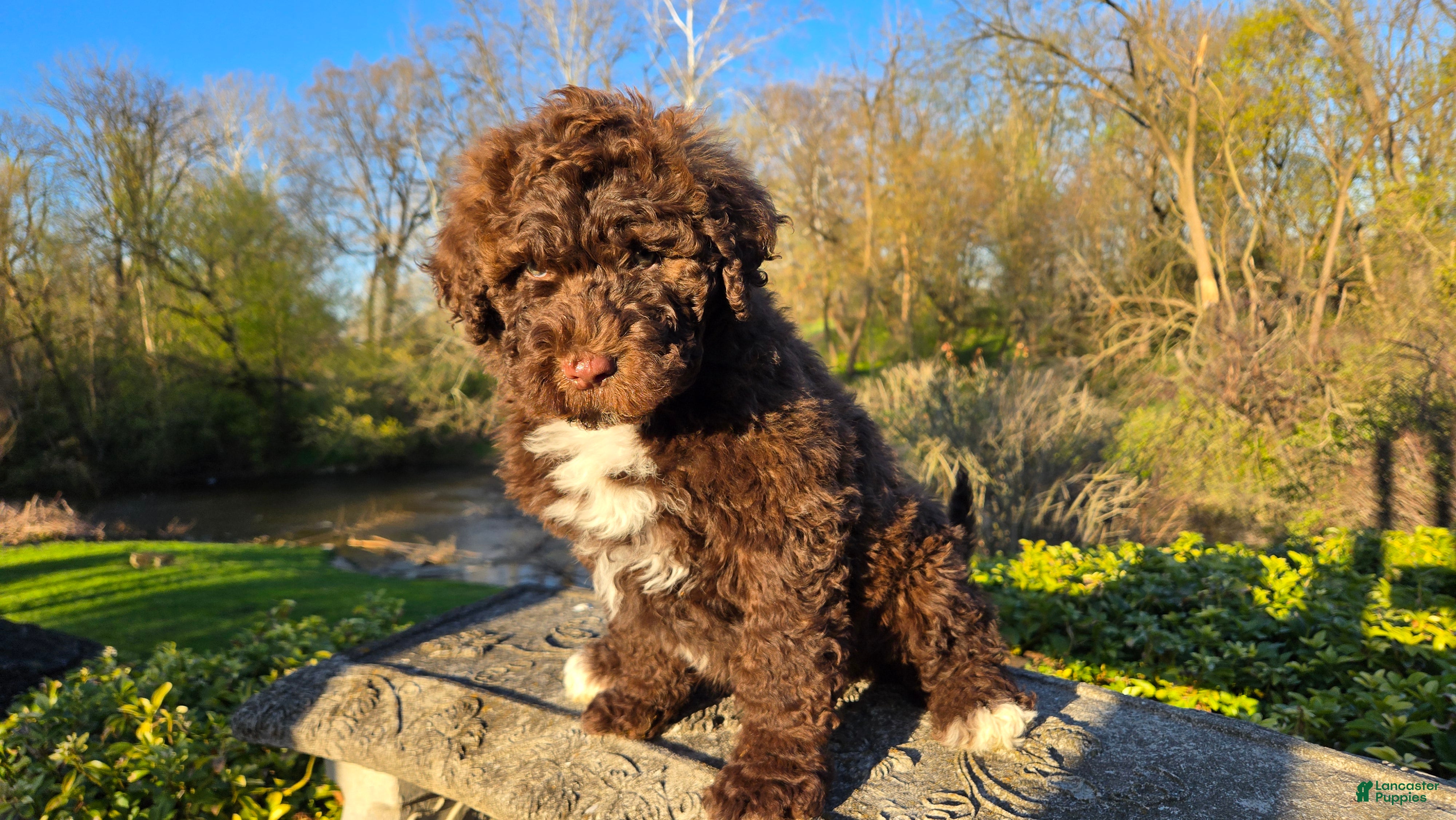 Portuguese Water Dog dogs for sale: Flash - Ad 2