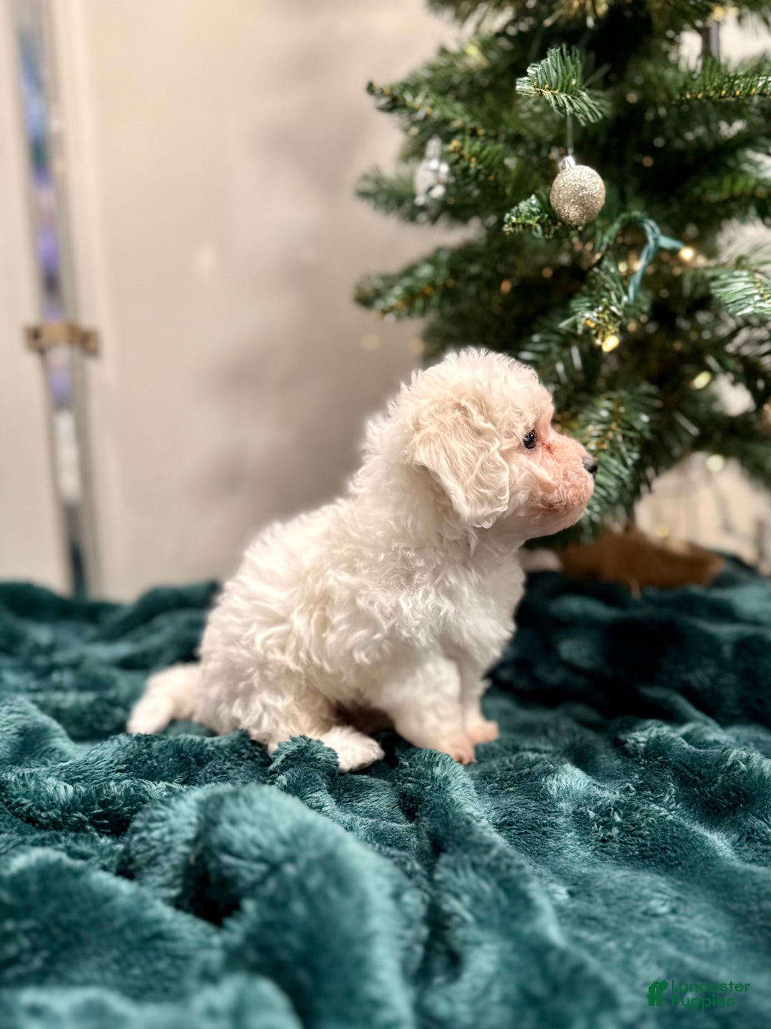 Bichon Frise dogs for sale: Carter ACA - Ad 6