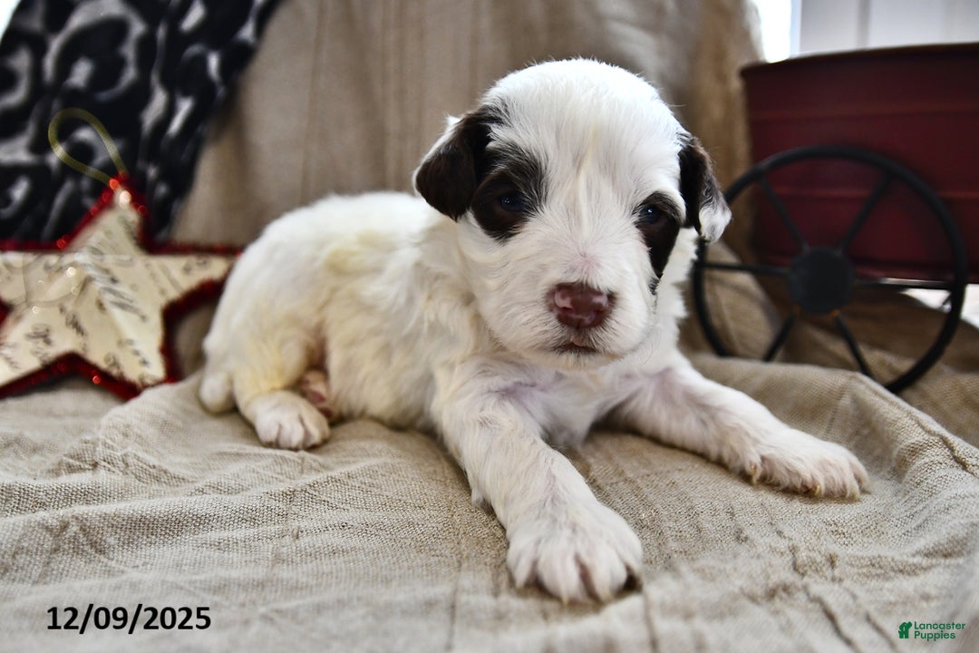 Portuguese Water Dog dogs for sale: Dumpling - Ad 5