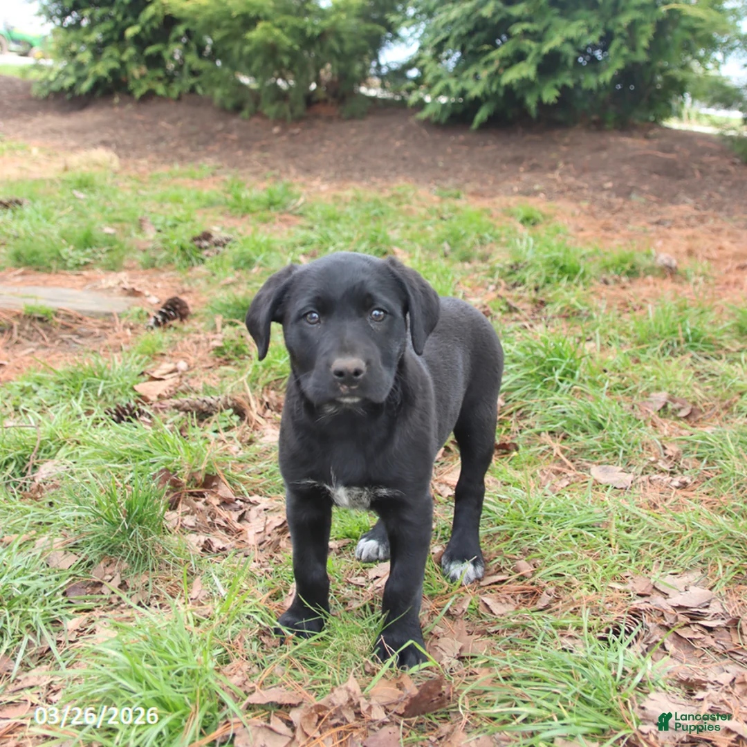 Mixed Breed dogs for sale: Maddie - Ad 1