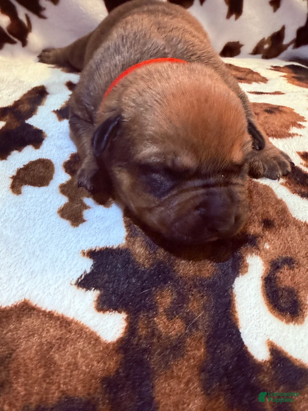 Mixed Breed dogs for sale: Oak - Ad 2