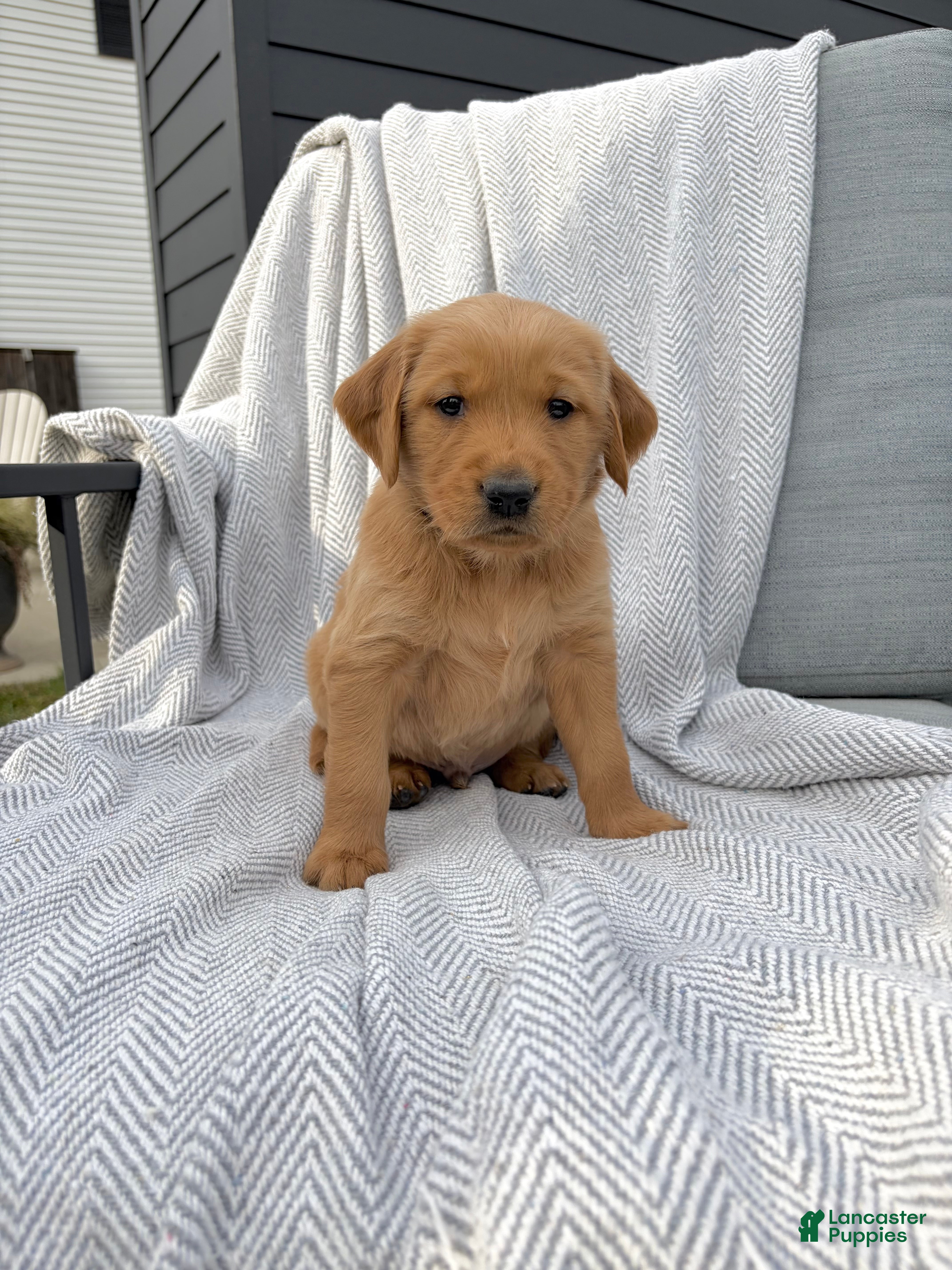 Golden Retriever dogs for sale: Smoky (black collar) - Ad 2
