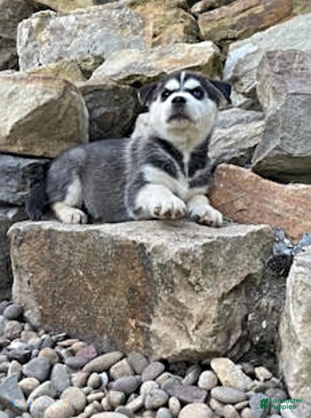 Pitsky dogs for sale: Penelope - Ad 3