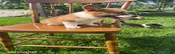 Welsh Corgi Pembroke dogs for sale: Layla - Ad 5