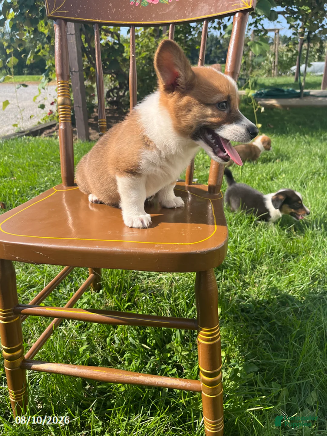 Welsh Corgi Pembroke dogs for sale: Layla - Ad 5