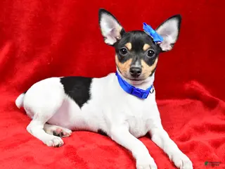 Toy Fox Terrier dogs Lucky - Ad 10