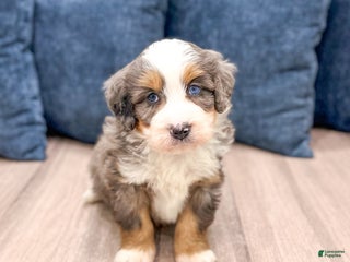 Mini Bernedoodle dogs Hank - Ad 23