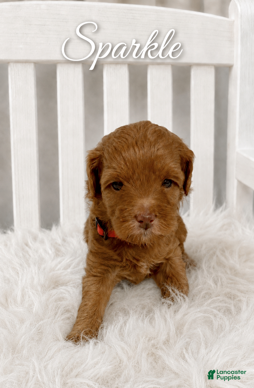Mini Goldendoodle dogs Sparkle - Ad 2