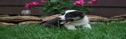 Welsh Corgi Pembroke dogs for sale: Jupiter - Ad 4