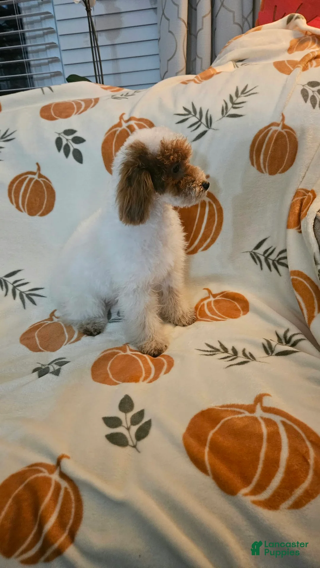 Toy Poodle dogs for sale: Buddy - Ad 1