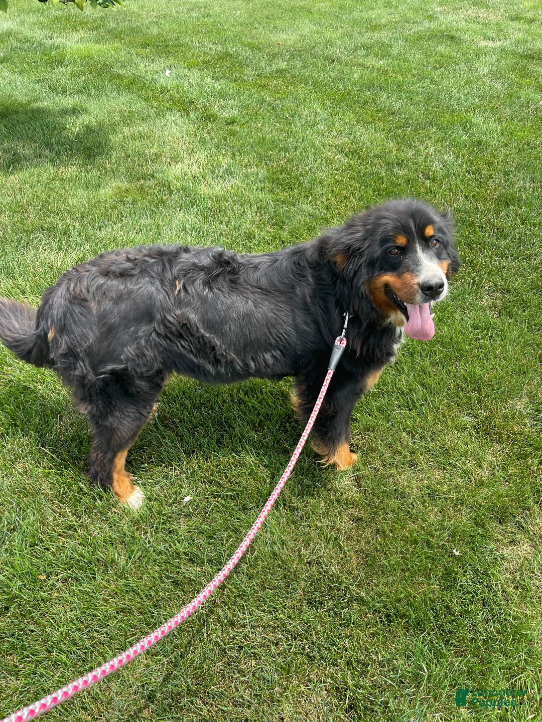 Bernese Mountain Dog dogs for sale: Oakley  - Ad 7