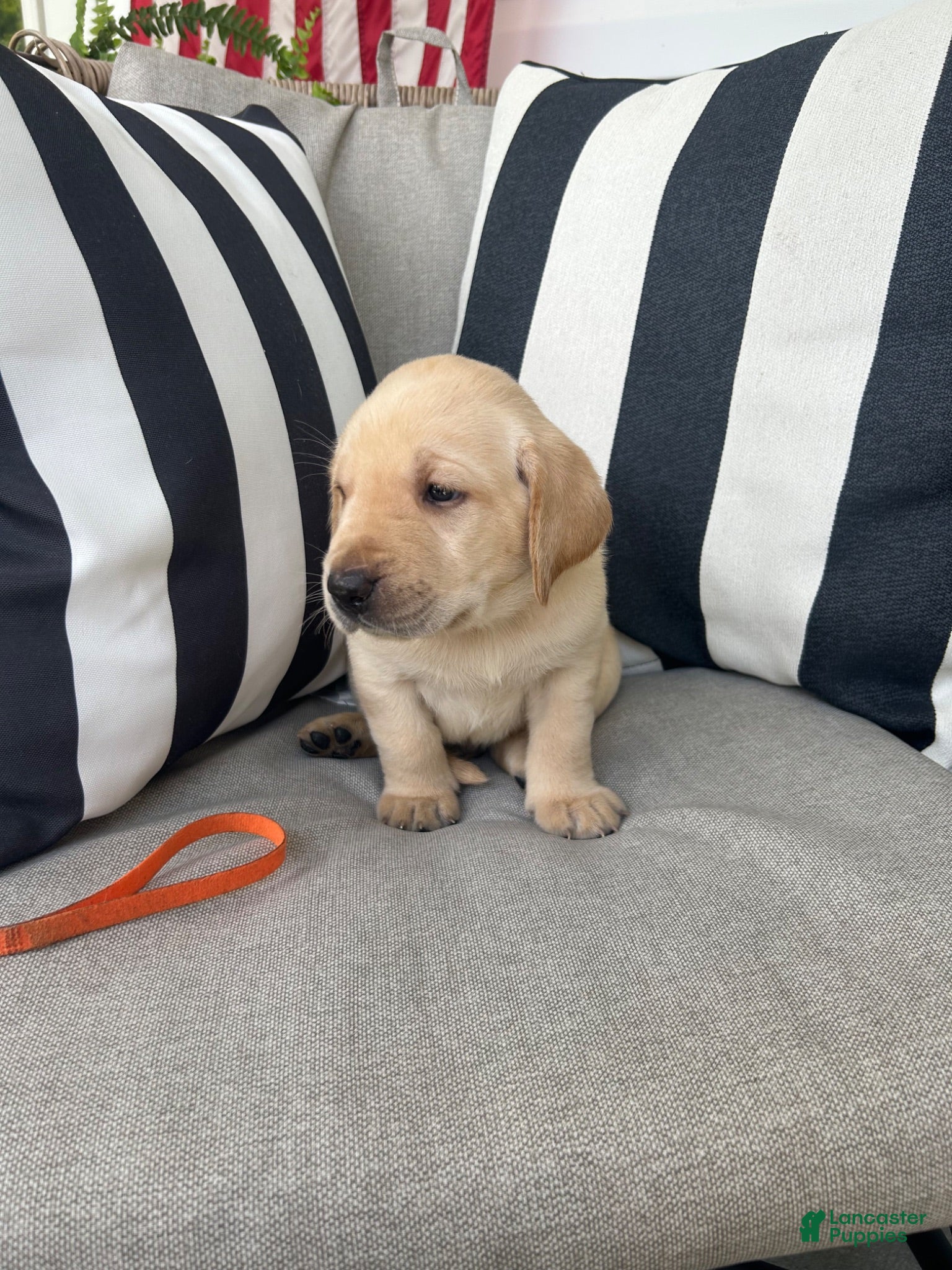 Labrador Retriever dogs Labrador Retriever 10 - Ad 1