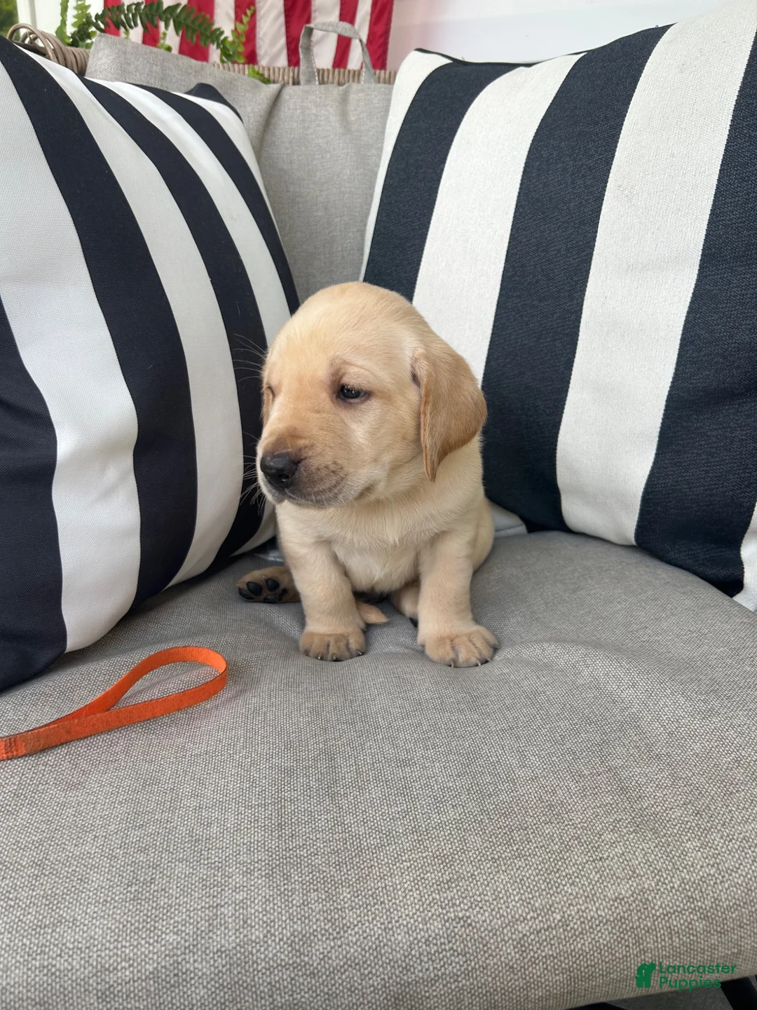 Labrador Retriever dogs for sale: Labrador Retriever 10 - Ad 1