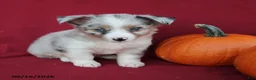 Mixed Breed dogs for sale: Artie - Ad 2