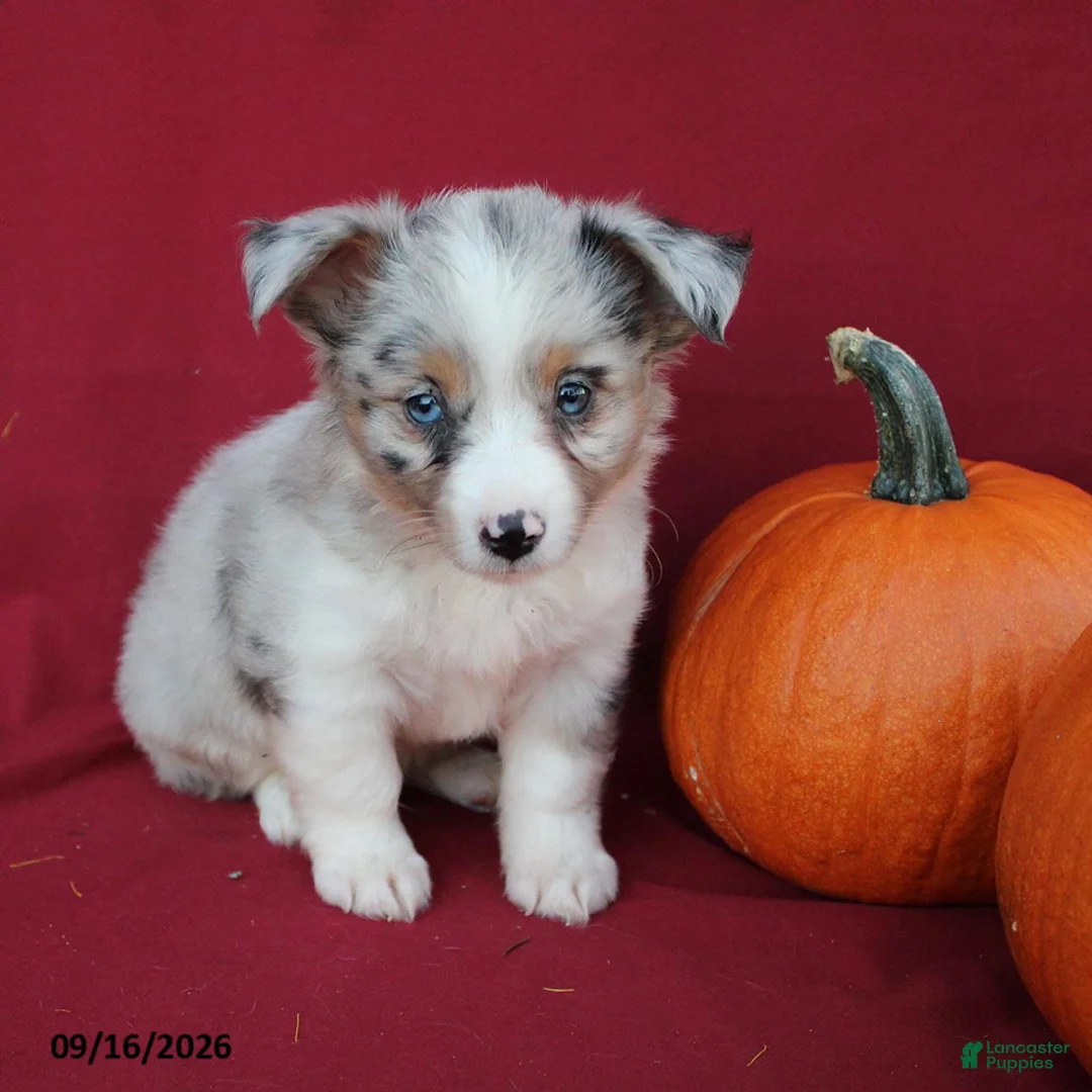 Mixed Breed dogs for sale: Artie - Ad 2