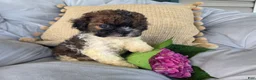 Shihpoo dogs for sale: Rosey - Ad 11