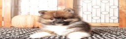 Pomeranian dogs for sale: Walter - Male Pomeranian  - Ad 3