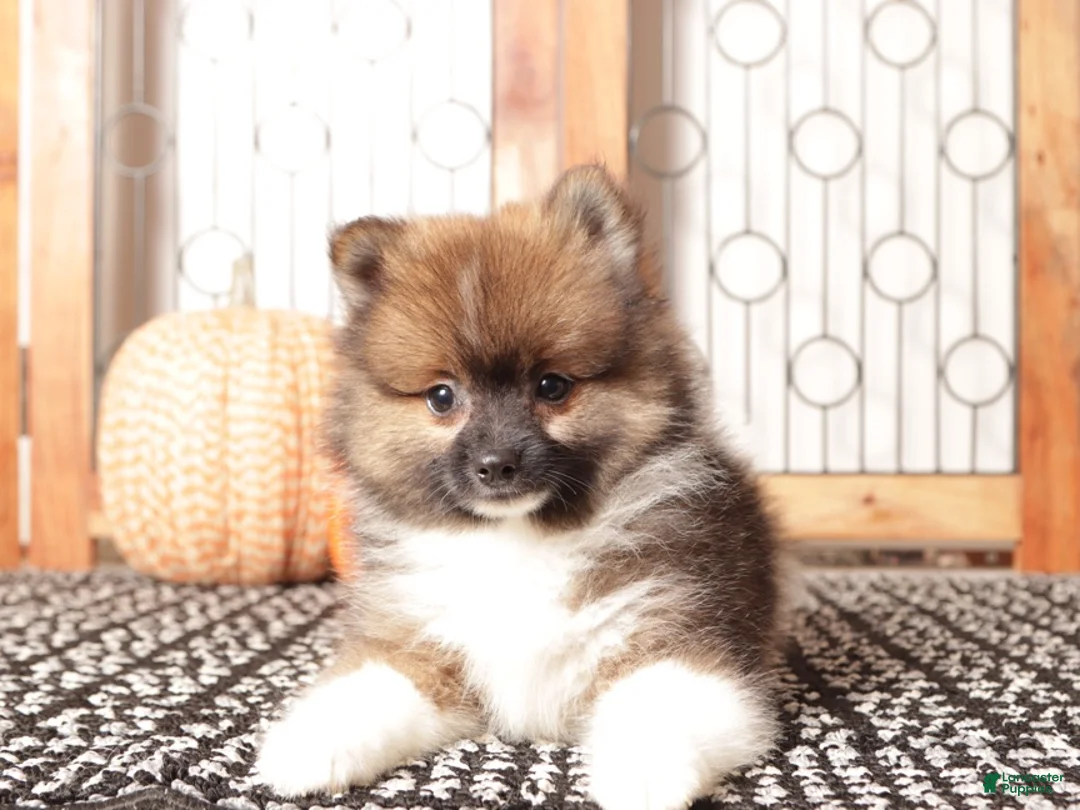 Pomeranian dogs for sale: Walter - Male Pomeranian  - Ad 3