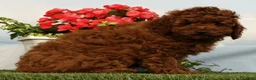 Miniature Poodle dogs for sale: Luka - Ad 4