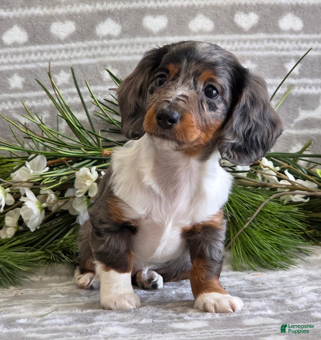 Miniature Dachshund dogs for sale: Daisy - Ad 5