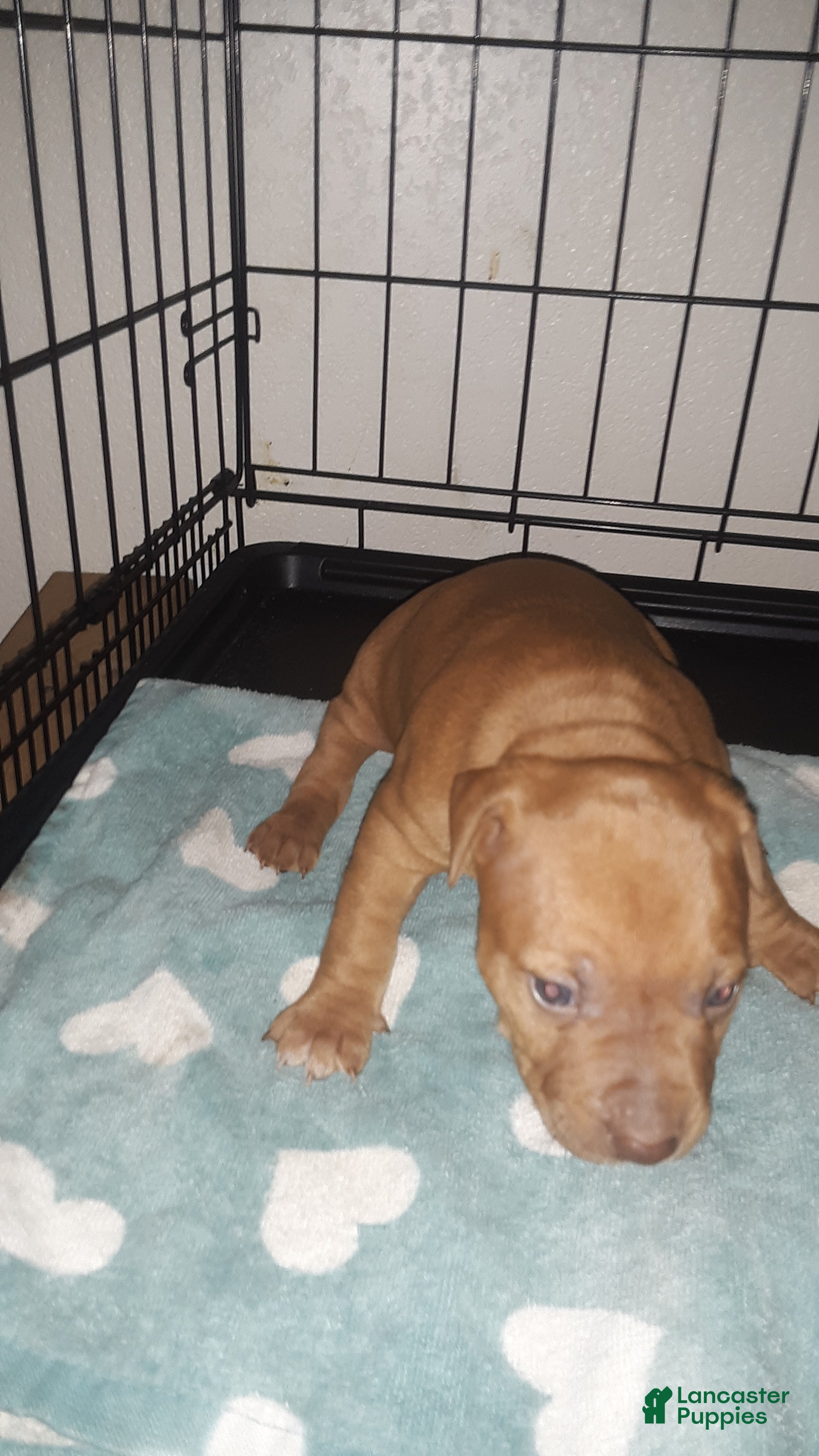 American Pit Bull Terrier dogs for sale: American Pit Bull Terrier 4 - Ad 4