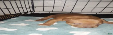 American Pit Bull Terrier 4