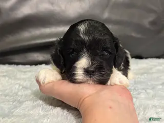 Cavapoo dogs Oreo - Ad 41