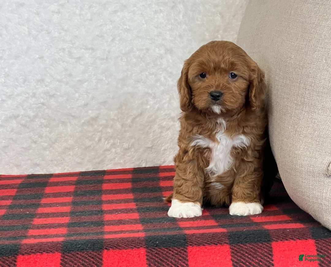 Cavapoo dogs for sale: Cupid - Ad 5