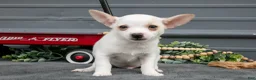 Chihuahua dogs for sale: Frasier - Ad 3