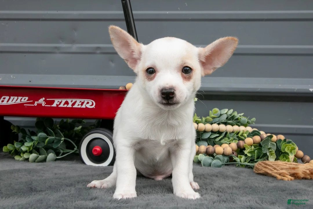 Chihuahua dogs for sale: Frasier - Ad 3