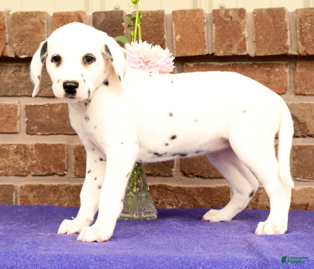 Dalmatian dogs Bella - Ad 2