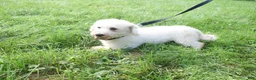 Bichon Frise dogs for sale: Travis 🐾 - Ad 15