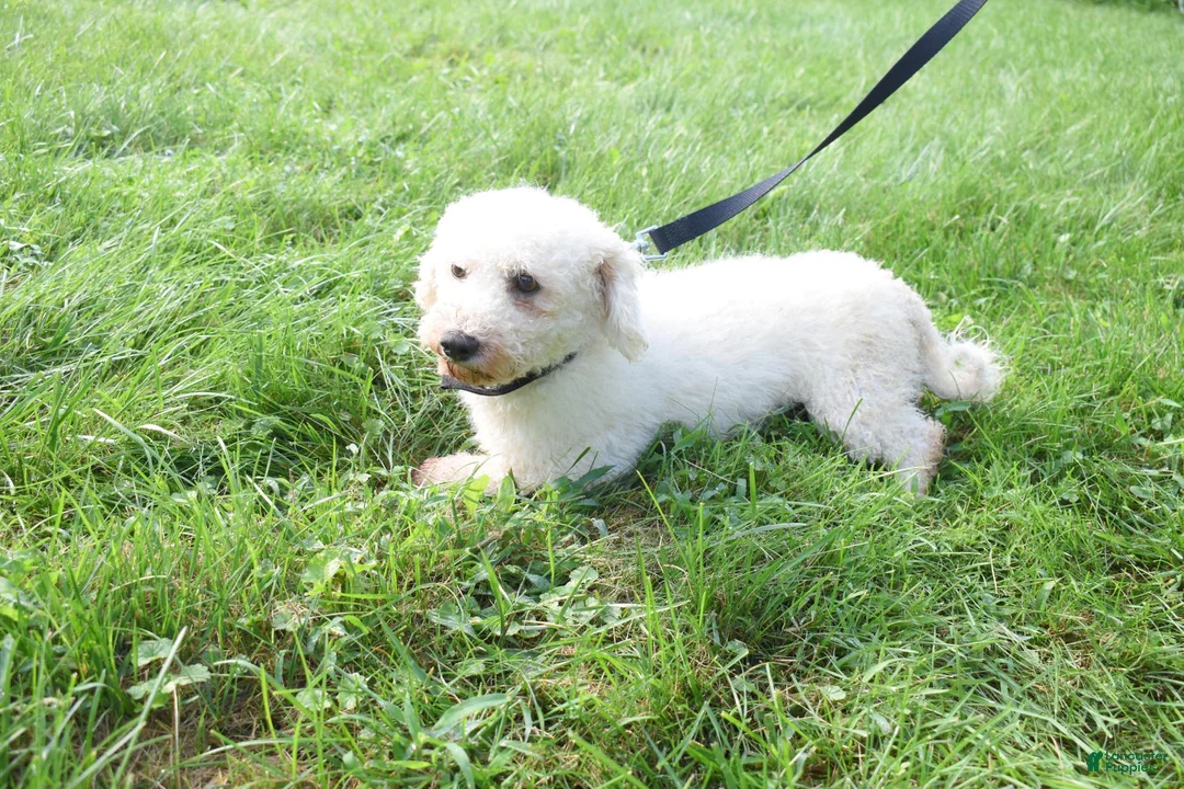 Bichon Frise dogs for sale: Travis 🐾 - Ad 15