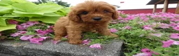 Cavapoo dogs for sale: Cavapoo 2 Marshall - Ad 4